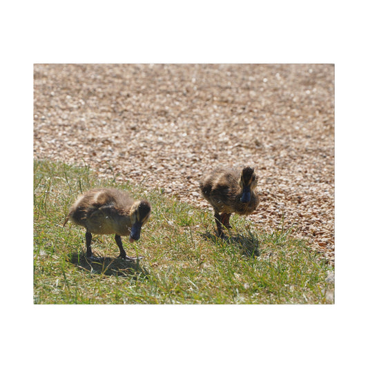 Two Ducklings Next Two Each Other On The Move Canvas - The Trio Synergize Group