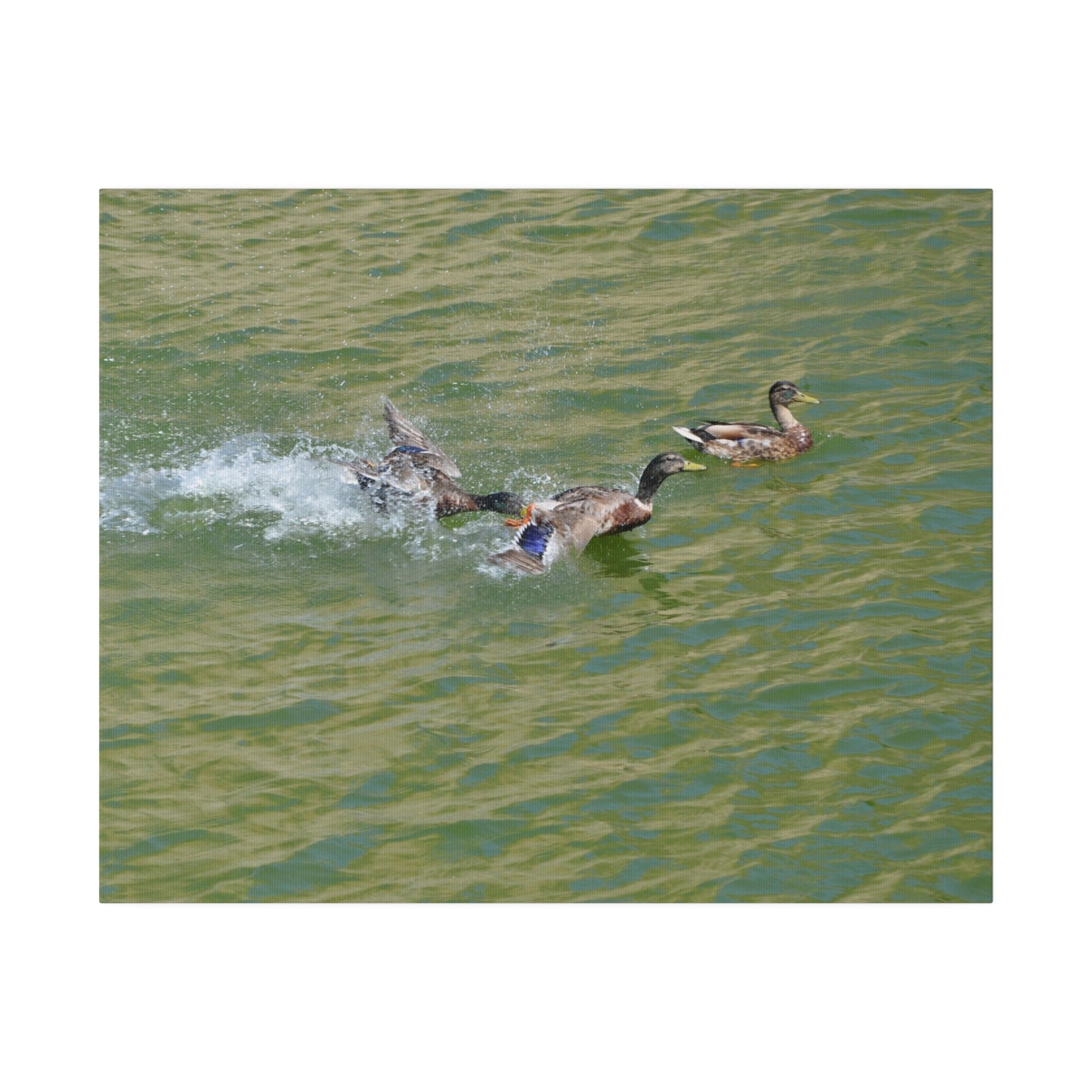 Male Ducks Fighting And One Pecking The Other Canvas