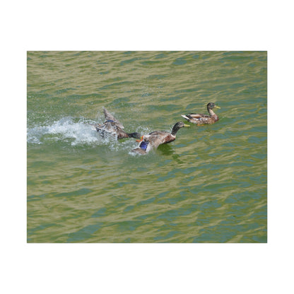Male Ducks Fighting And One Pecking The Other Canvas