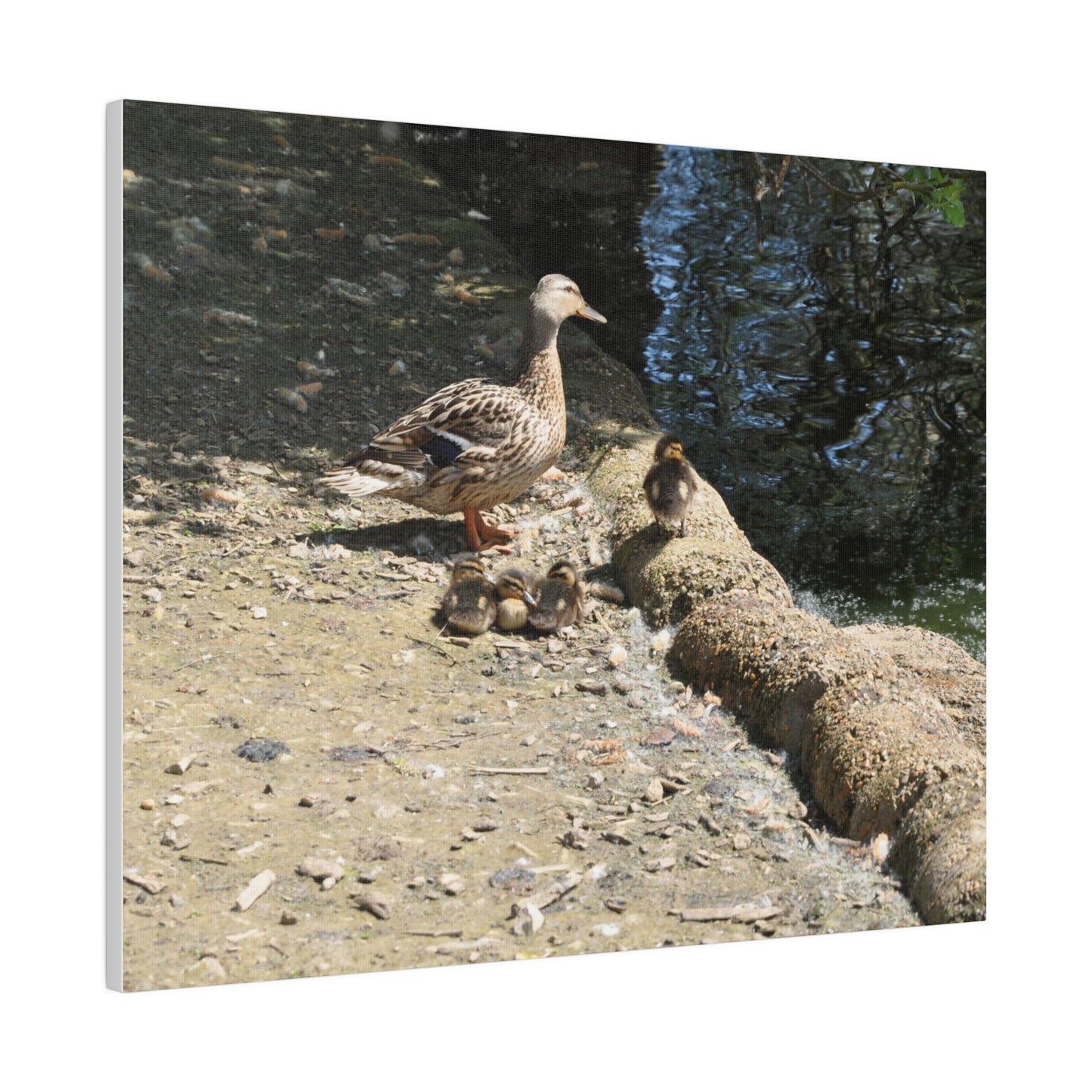 Mother With Four Baby Ducklings Resting Canvas