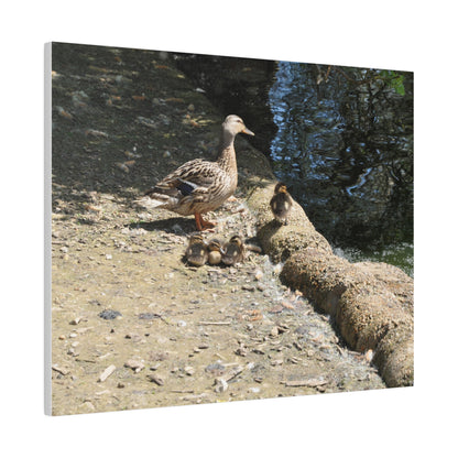 Mother With Four Baby Ducklings Resting Canvas