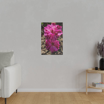 Two Pink French Roses Canvas Print - The Trio Synergize Group