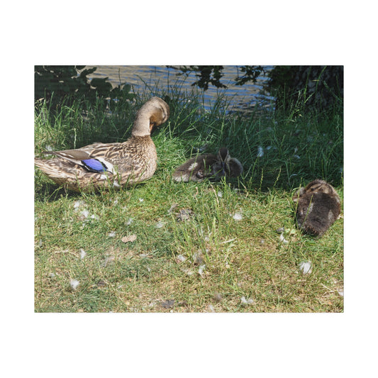 Mother With Baby Ducklings Resting Canvas - The Trio Synergize Group