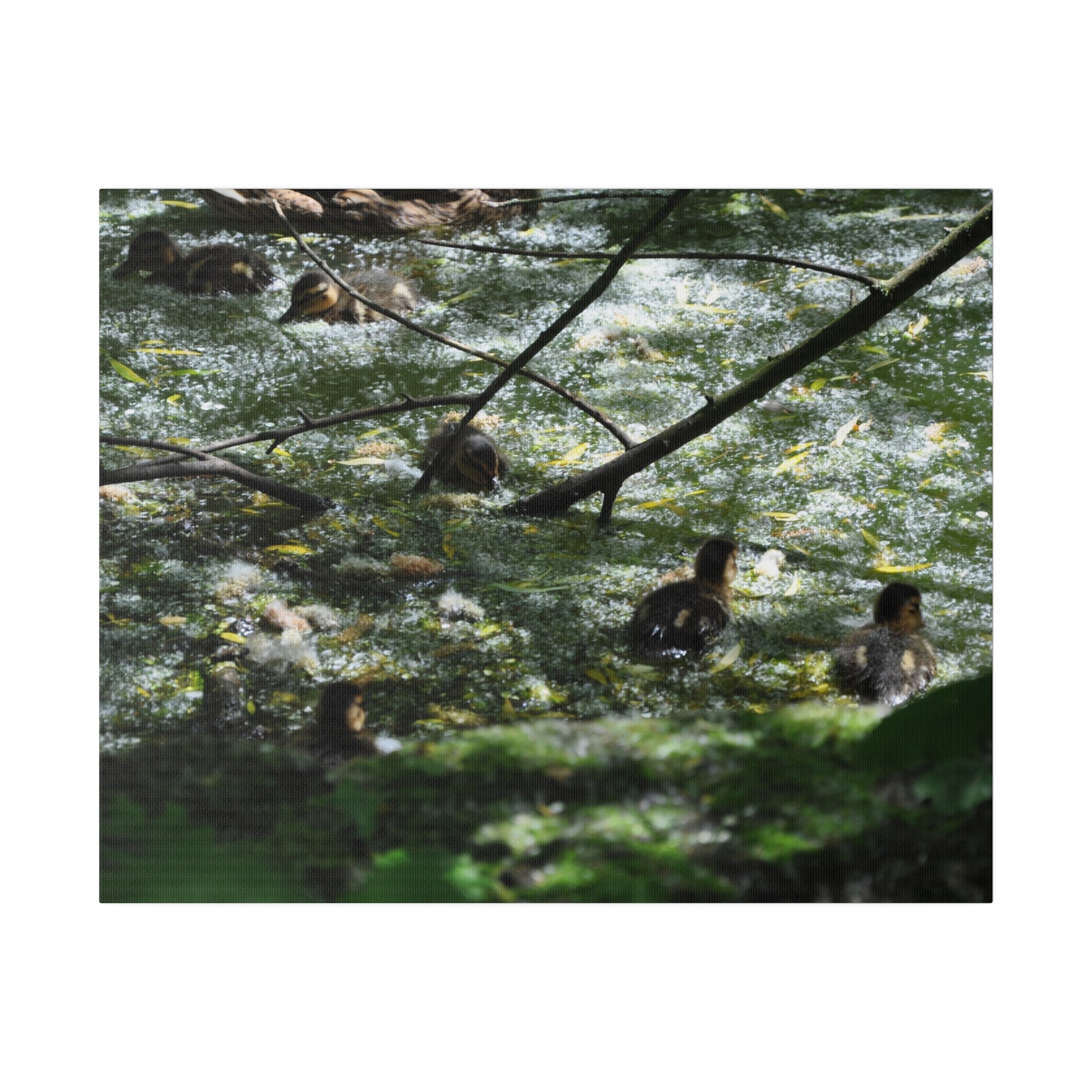 Baby Ducklings Swimming Canvas - The Trio Synergize Group