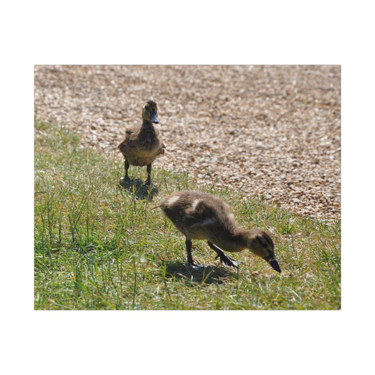 Two Ducklings On The Move Canvas - The Trio Synergize Group