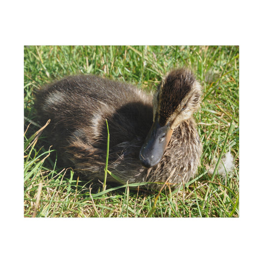 Baby Duckling Sitting Down Close Up Canvas - The Trio Synergize Group