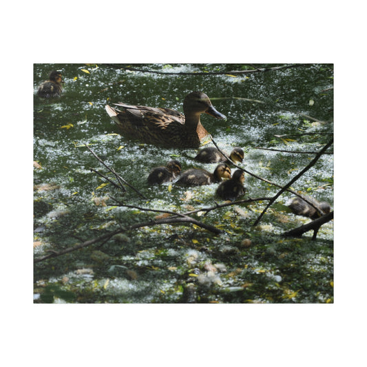 Mother And Baby Ducklings Swimming Canvas - The Trio Synergize Group