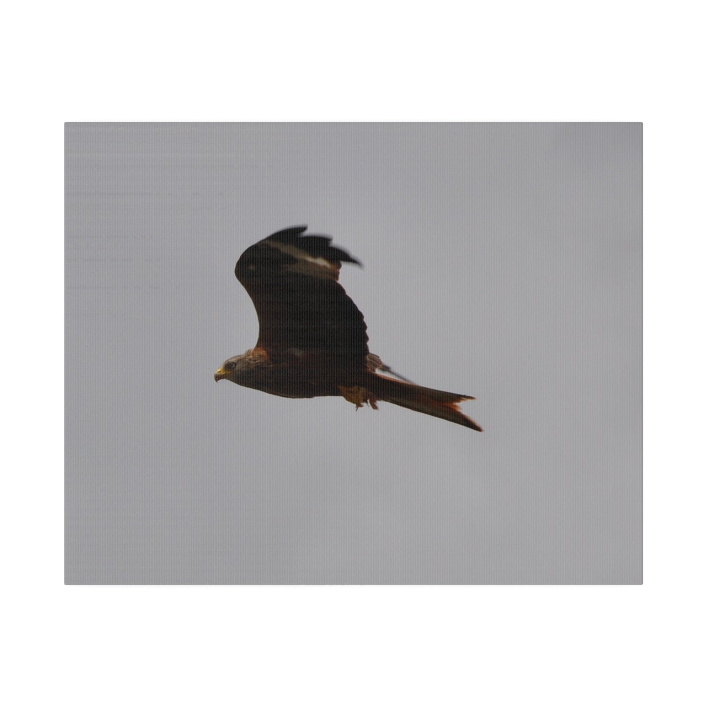 Hawk Flying With A Chick In It's Claws With Cloudy Background Canvas