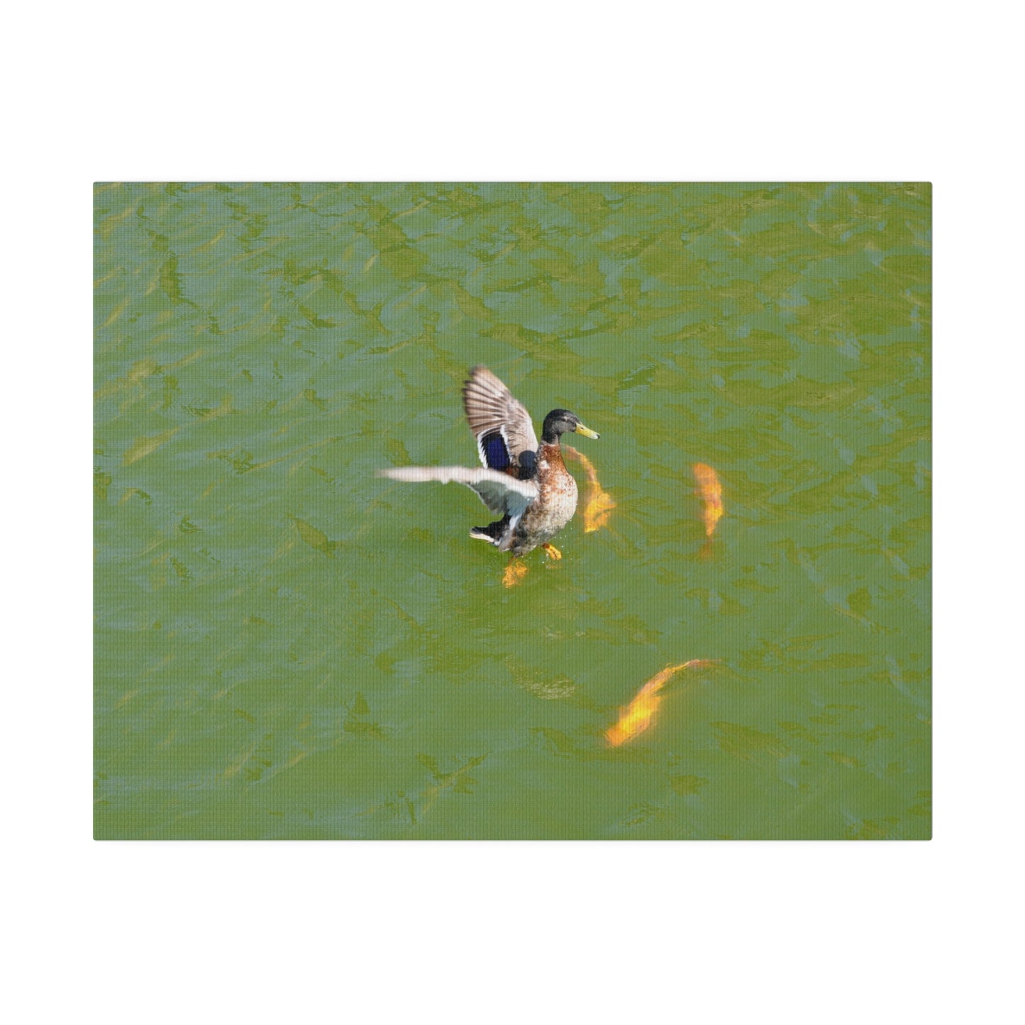 Male Duck Flapping It's Wings And Fish Canvas - The Trio Synergize Group