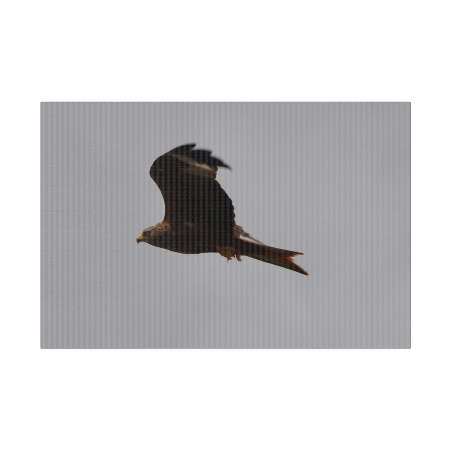 Hawk Flying With A Chick In It's Claws With Cloudy Background Canvas