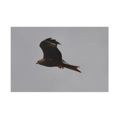 Hawk Flying With A Chick In It's Claws With Cloudy Background Canvas