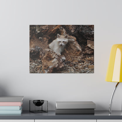 White/Brown Raccoon Sitting Canvas