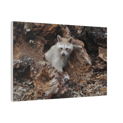 White/Brown Raccoon Sitting Canvas