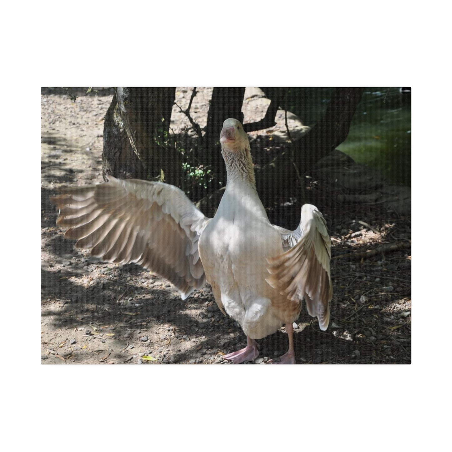 Goose With Wings Wide Open Canvas