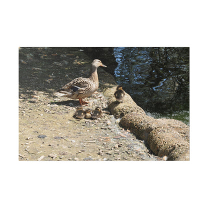 Mother With Four Baby Ducklings Resting Canvas