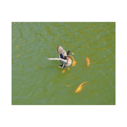 Male Duck Flapping It's Wings And Fish Canvas - The Trio Synergize Group