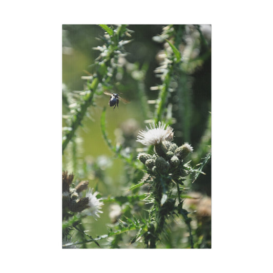Bee In Flight And Plants Canvas - The Trio Synergize Group