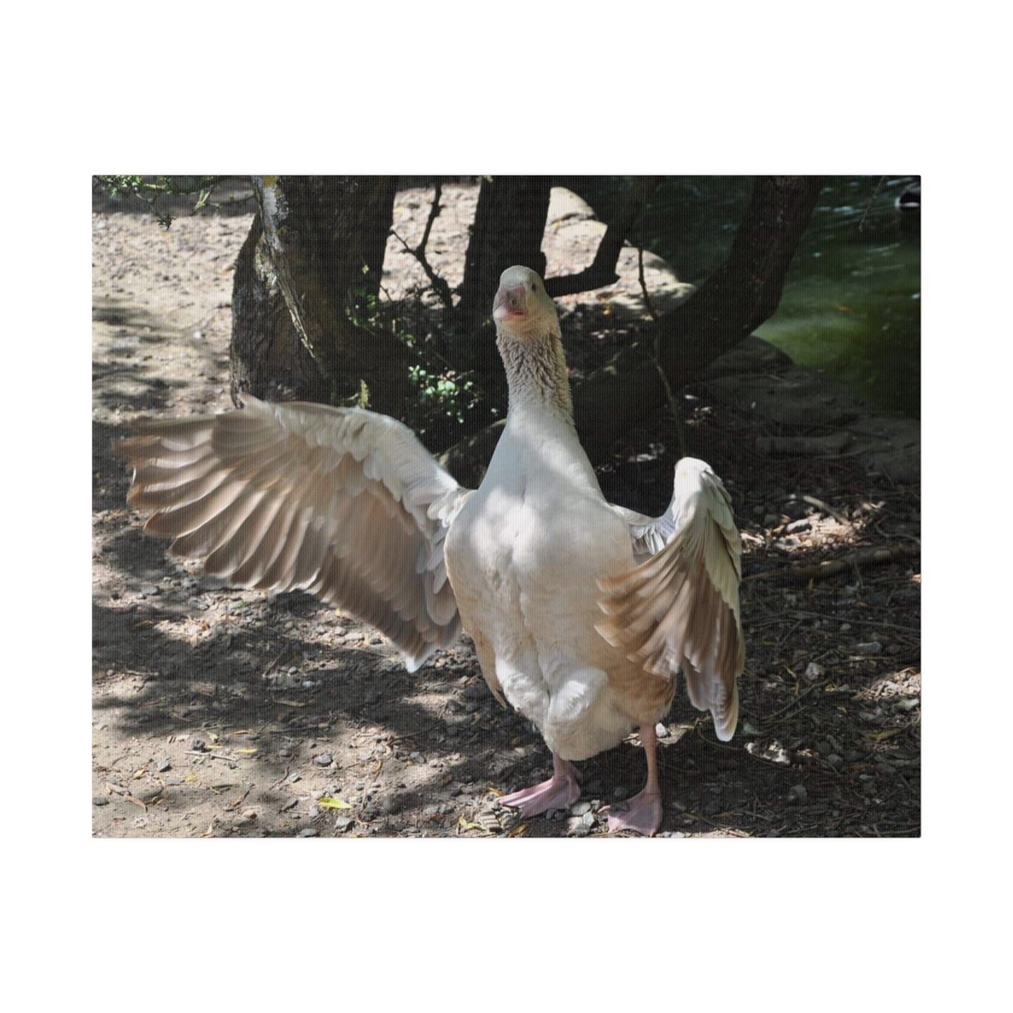 Goose With Wings Wide Open Canvas