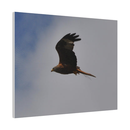 Hawk Flying With A Chick In It's Claws Cloud & Blue Sky Background Canvas