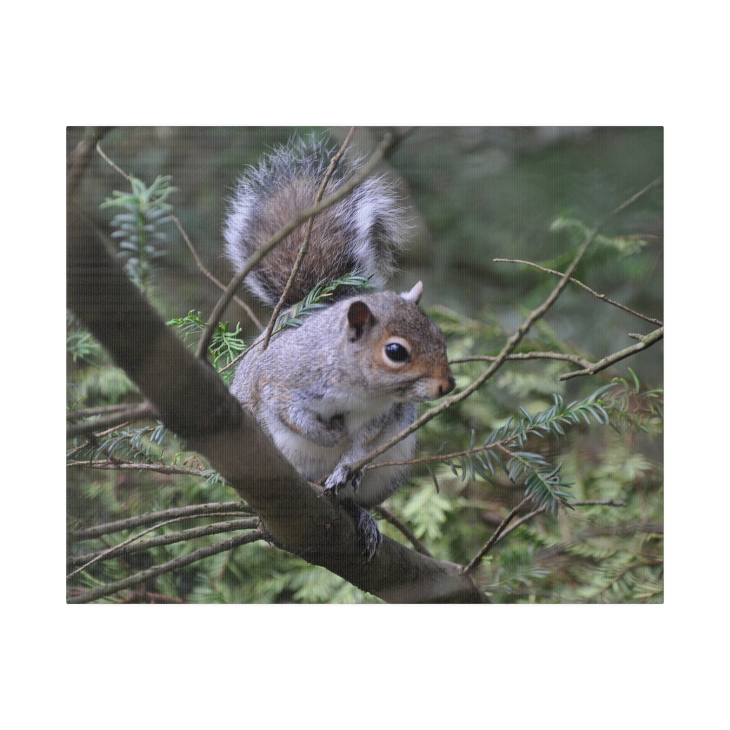Canvas Print - A Squirrel In The Tree - The Trio Synergize Group
