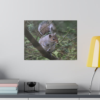 Canvas Print - A Squirrel In The Tree - The Trio Synergize Group