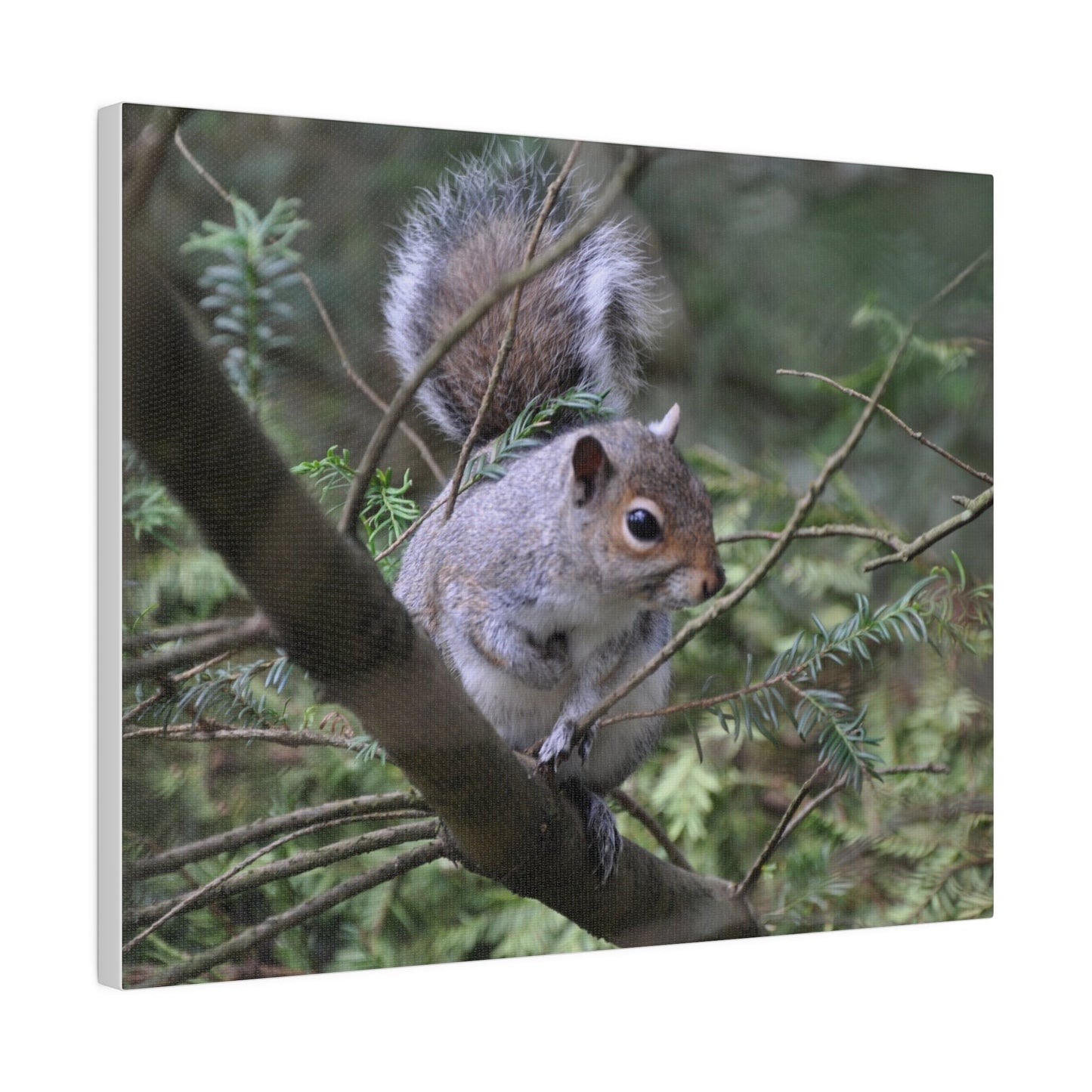 Canvas Print - A Squirrel In The Tree - The Trio Synergize Group