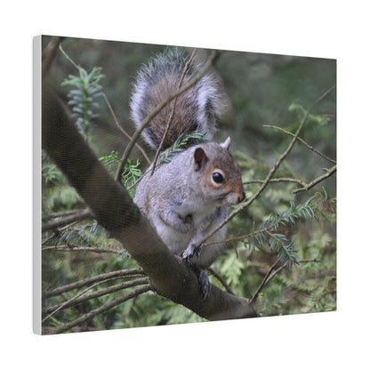 Canvas Print - A Squirrel In The Tree - The Trio Synergize Group