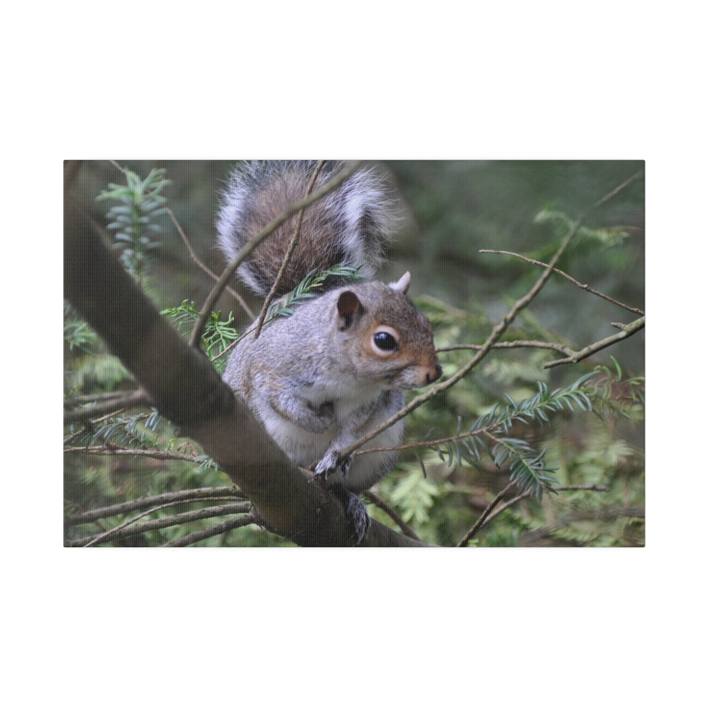 Canvas Print - A Squirrel In The Tree - The Trio Synergize Group