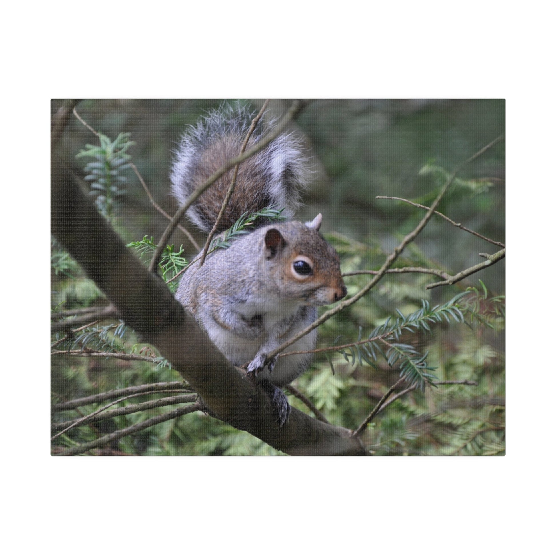 Canvas Print - A Squirrel In The Tree - The Trio Synergize Group