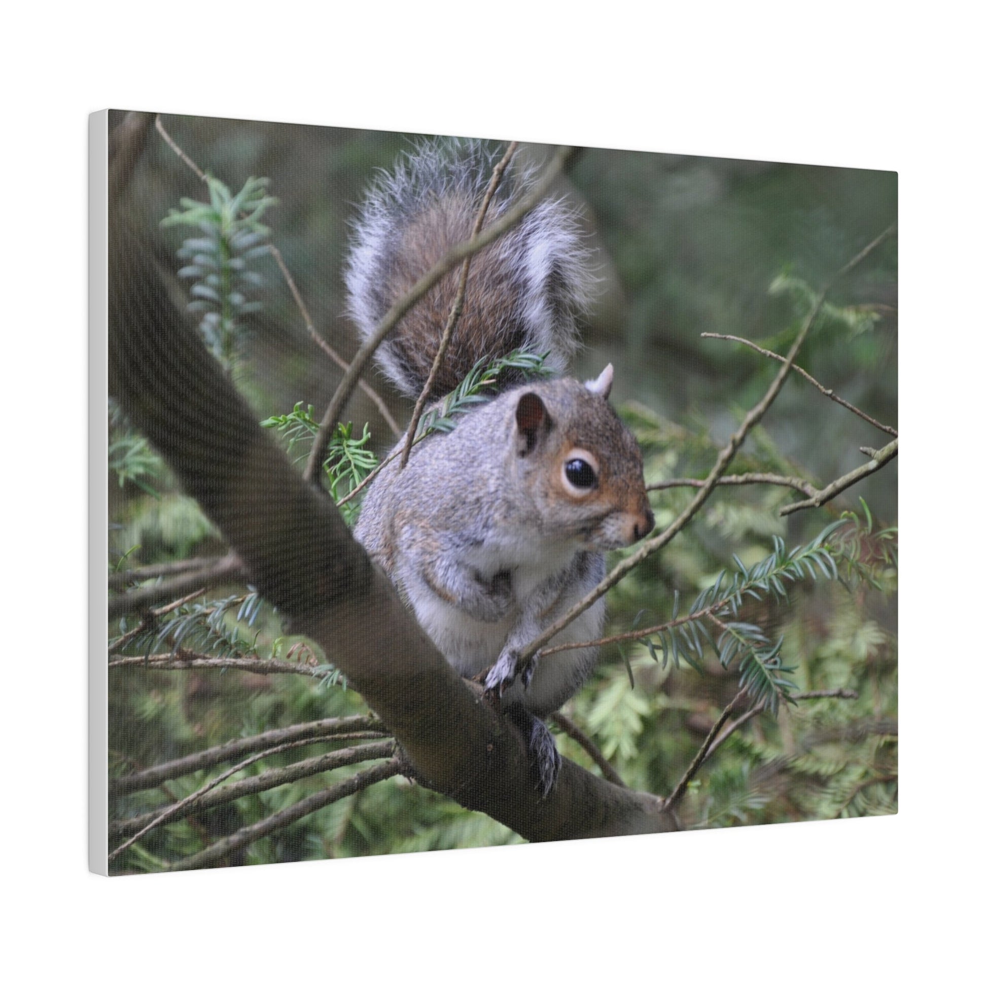 Canvas Print - A Squirrel In The Tree - The Trio Synergize Group