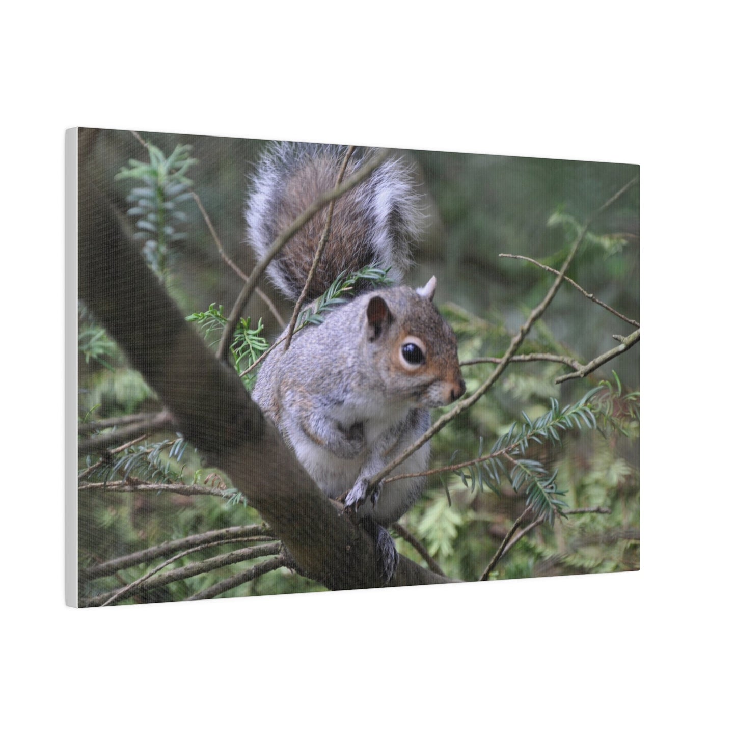 Canvas Print - A Squirrel In The Tree - The Trio Synergize Group