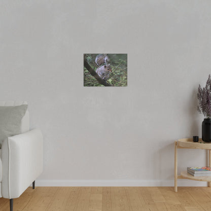 Canvas Print - A Squirrel In The Tree - The Trio Synergize Group