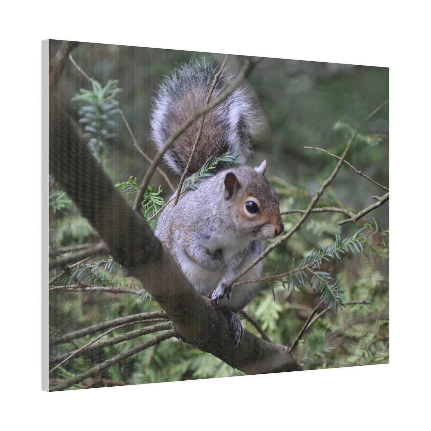 Canvas Print - A Squirrel In The Tree - The Trio Synergize Group