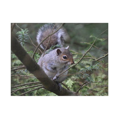 Canvas Print - A Squirrel In The Tree - The Trio Synergize Group