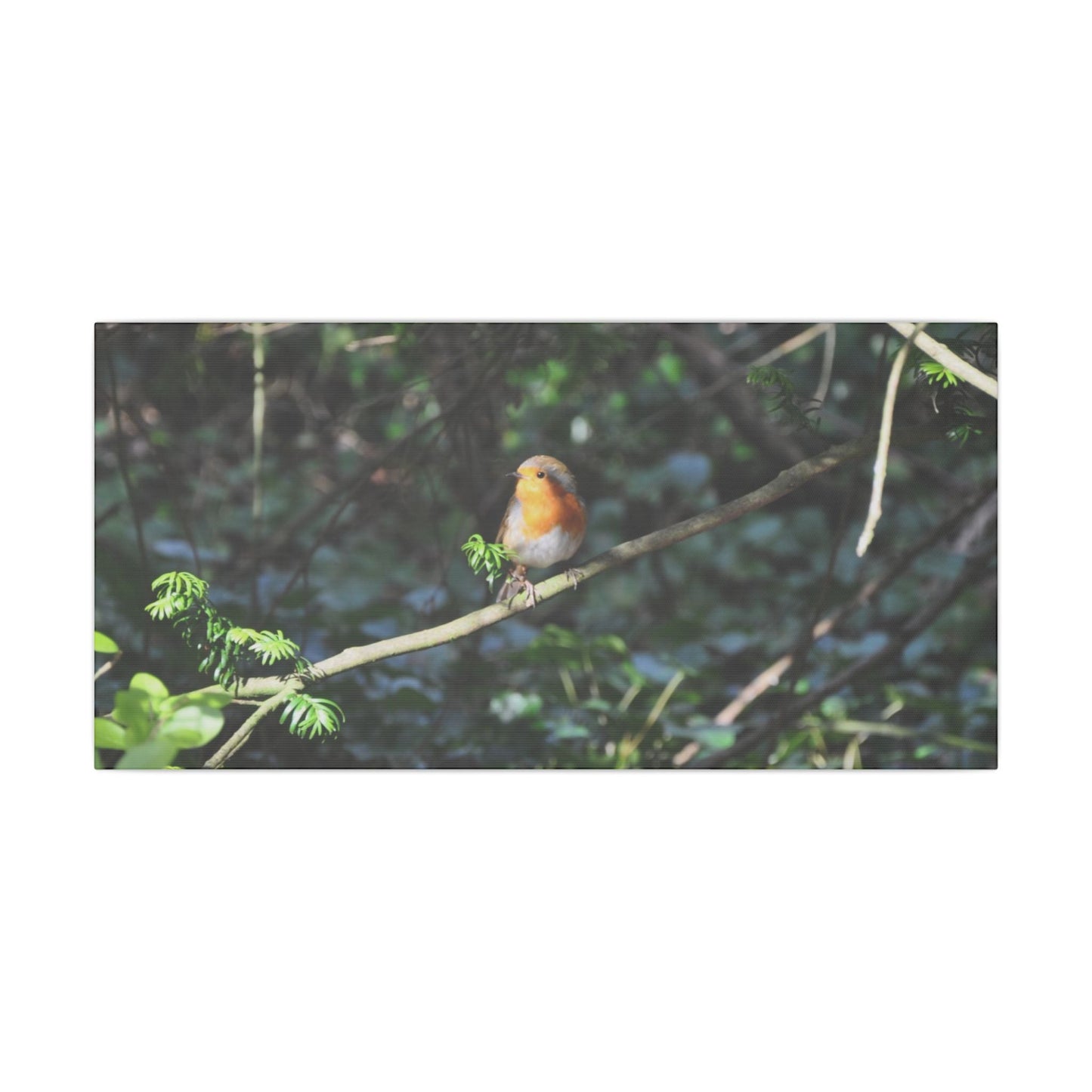 Adult Robin Looking To The Left Canvas - The Trio Synergize Group