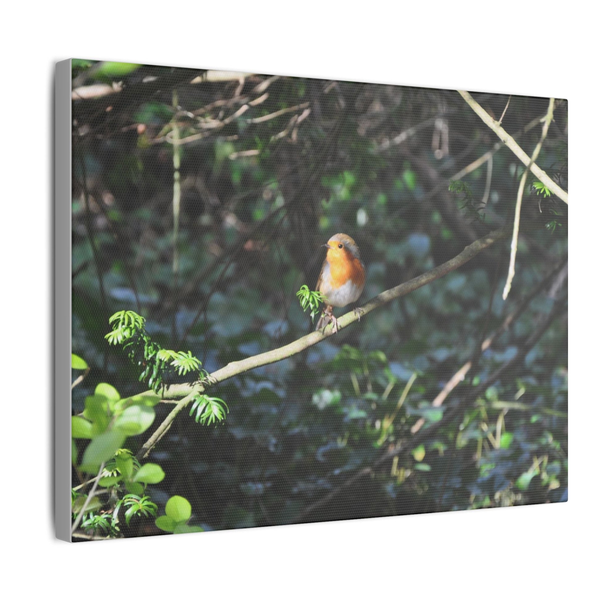 Adult Robin Looking To The Left Canvas - The Trio Synergize Group
