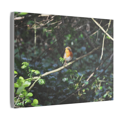 Adult Robin Looking To The Left Canvas - The Trio Synergize Group
