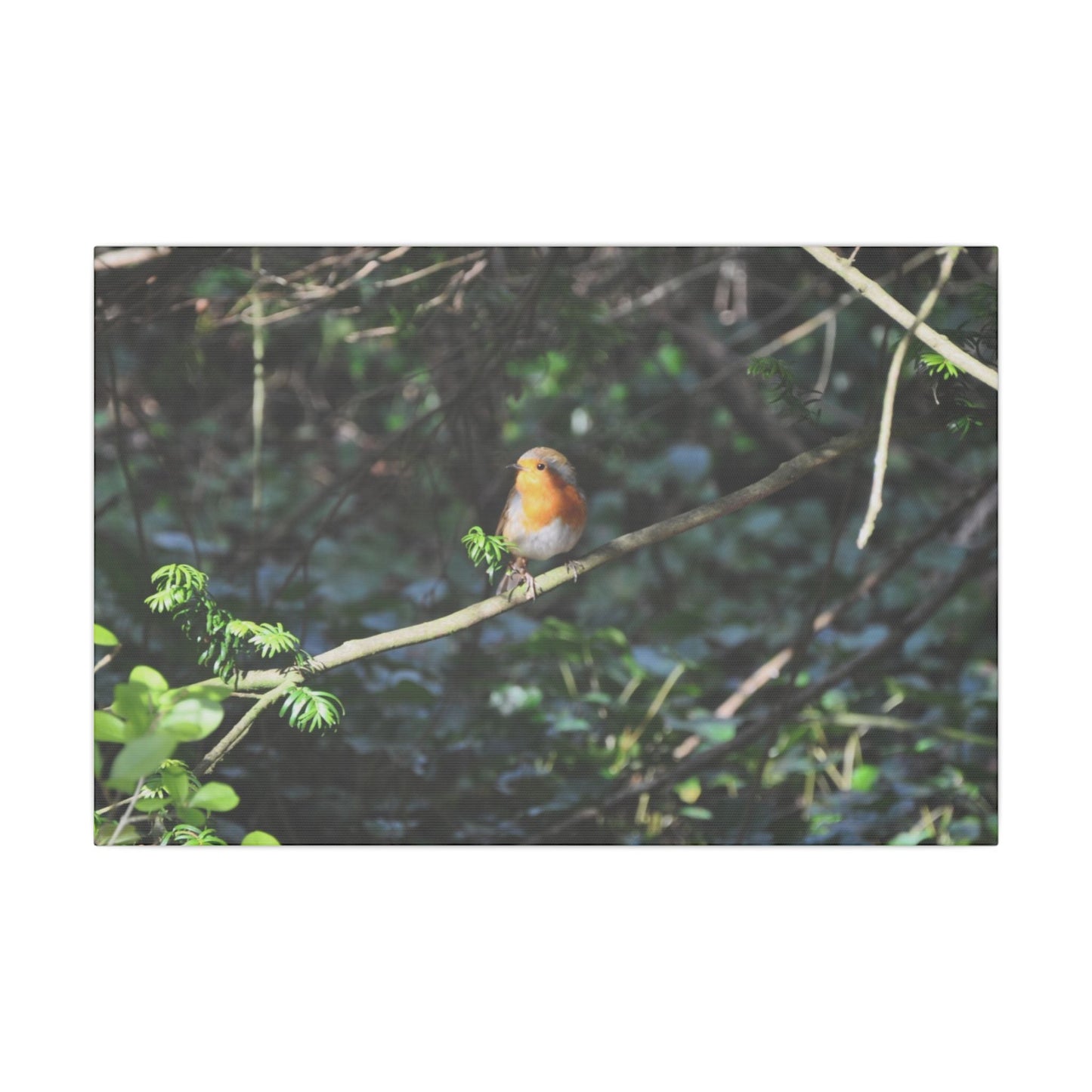 Adult Robin Looking To The Left Canvas - The Trio Synergize Group