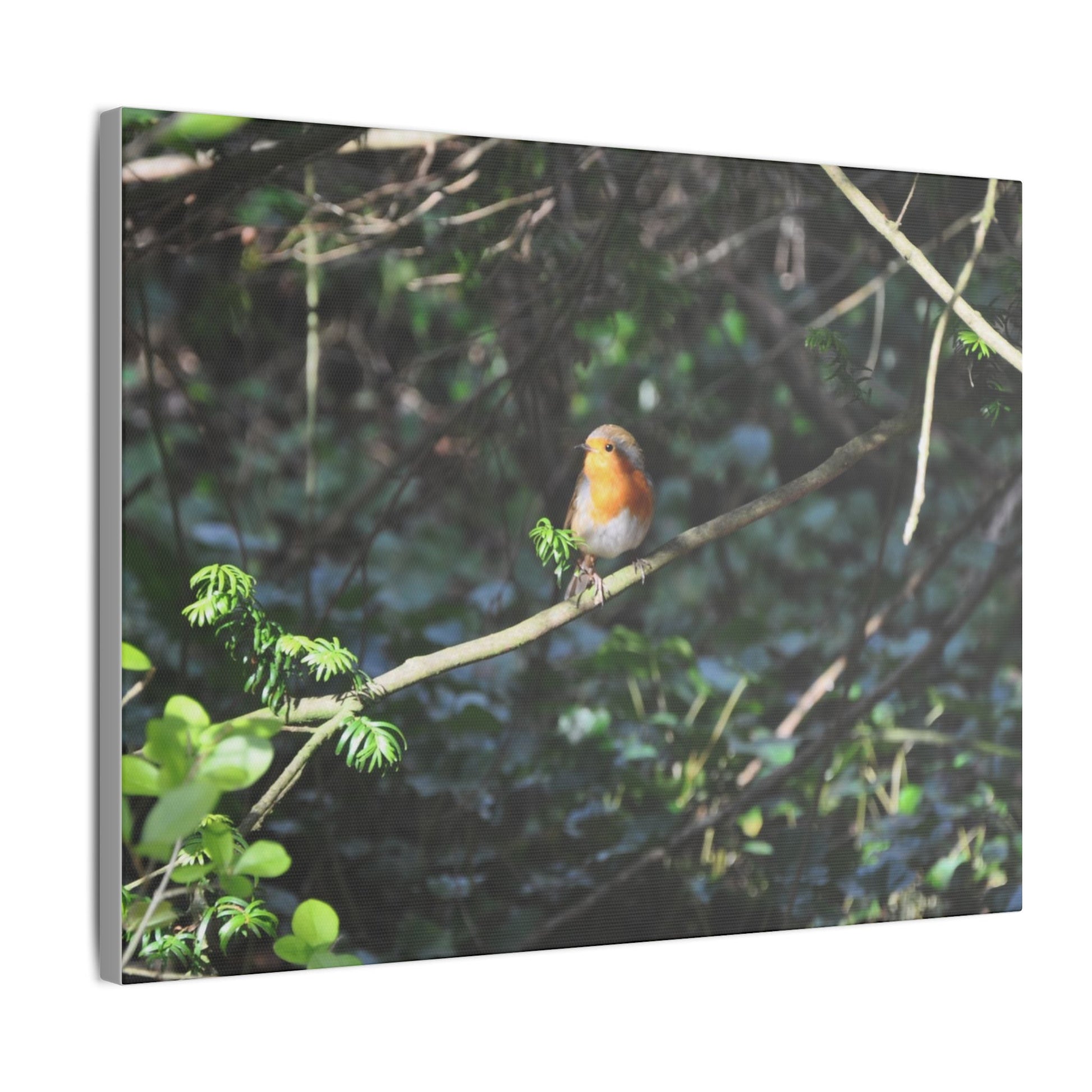 Adult Robin Looking To The Left Canvas - The Trio Synergize Group