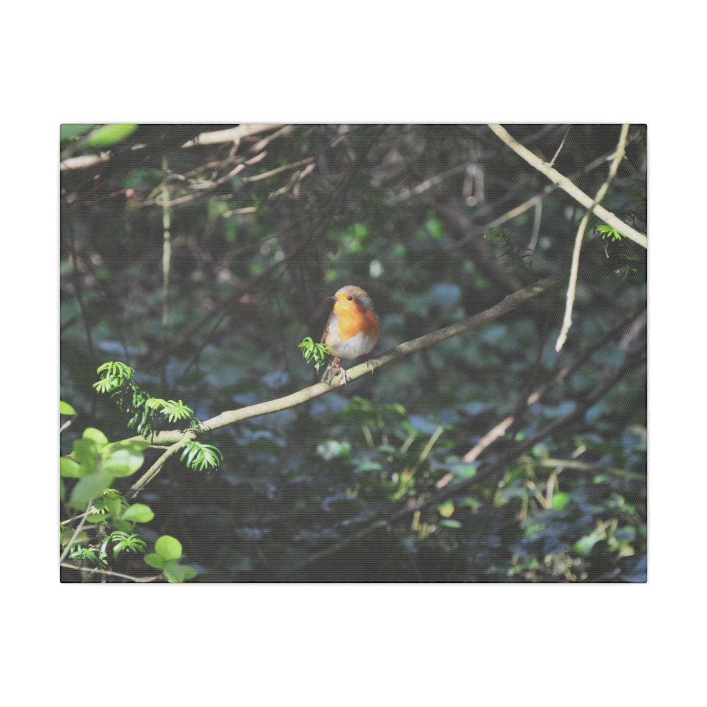 Adult Robin Looking To The Left Canvas - The Trio Synergize Group