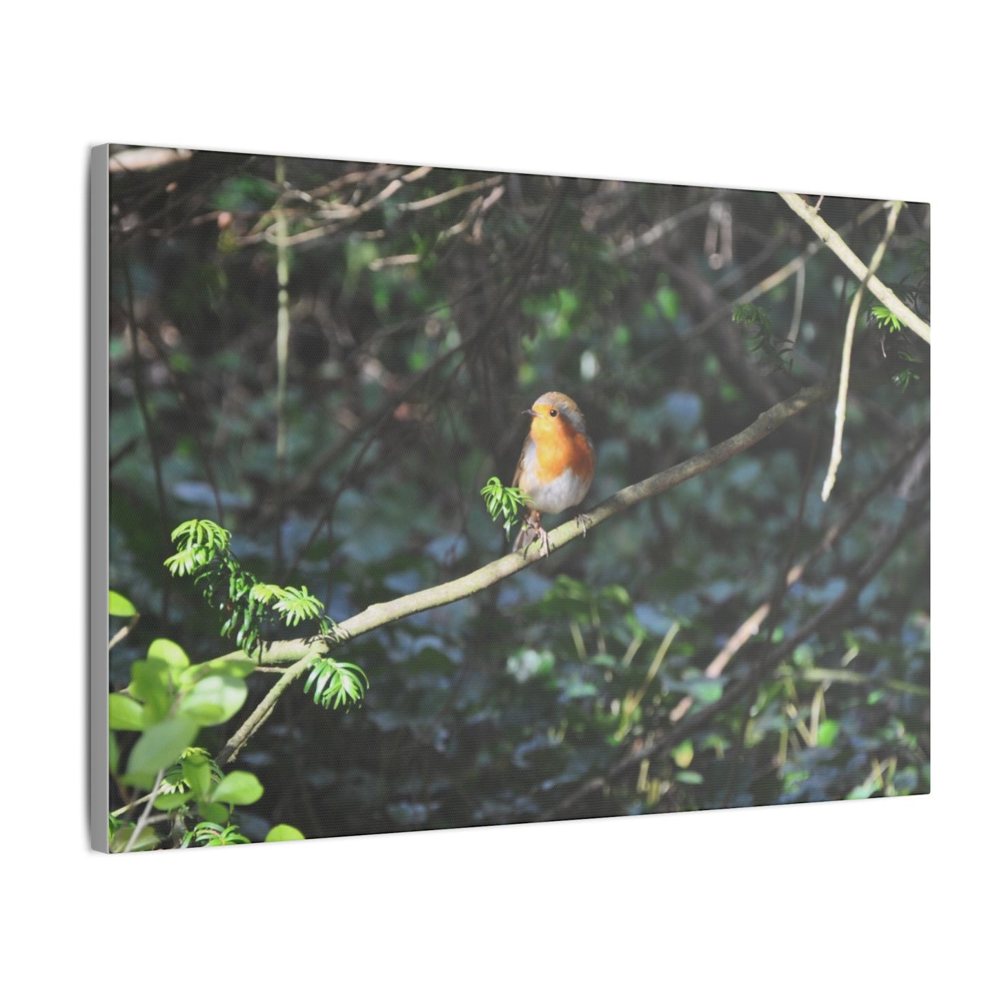 Adult Robin Looking To The Left Canvas - The Trio Synergize Group