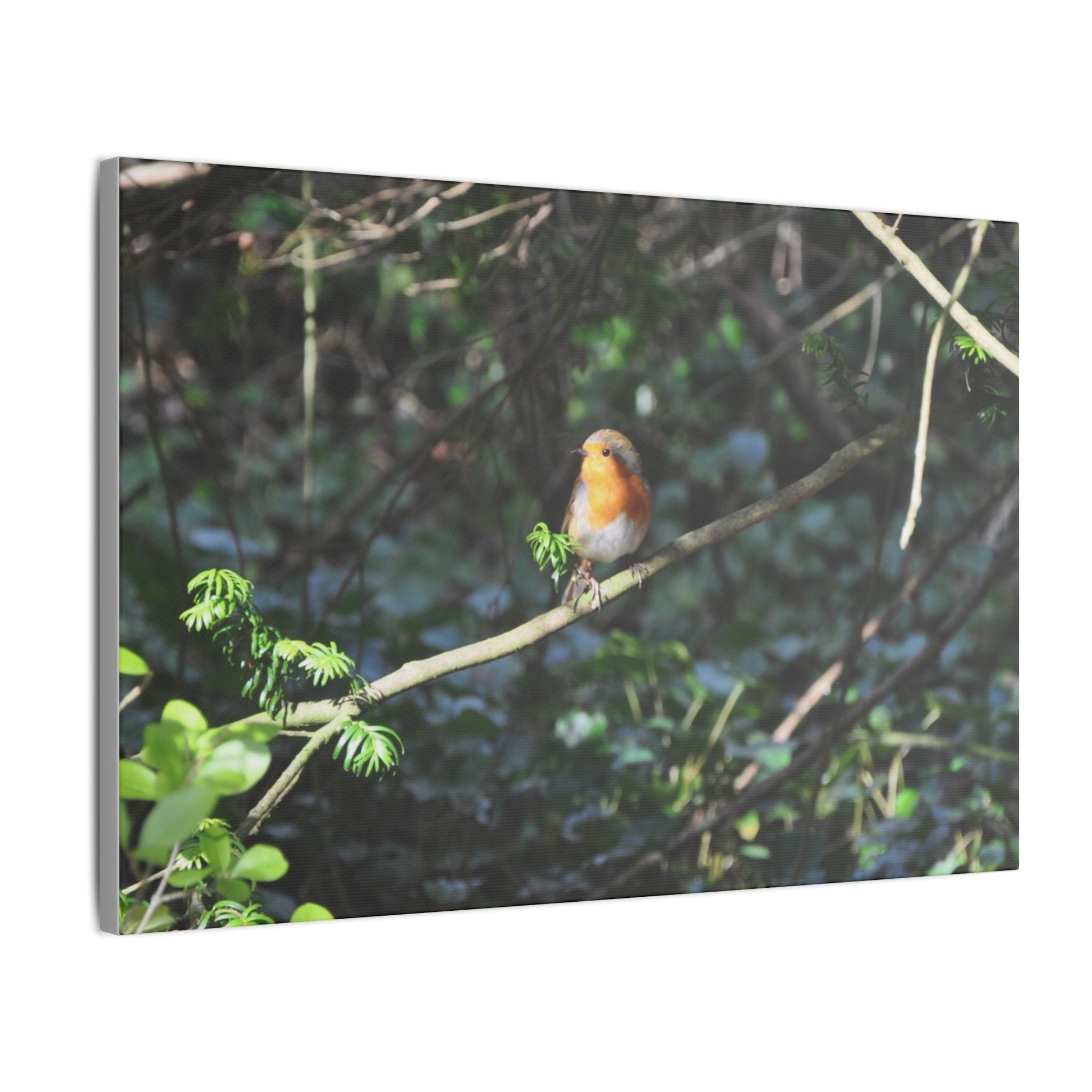 Adult Robin Looking To The Left Canvas - The Trio Synergize Group