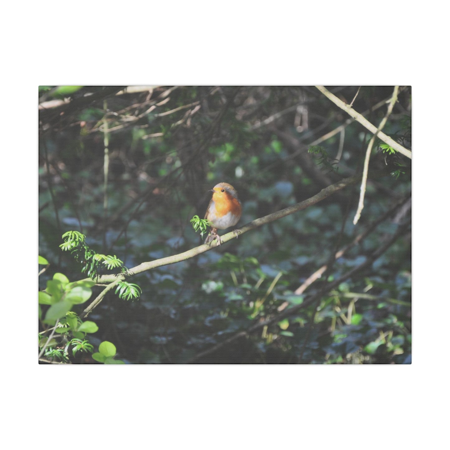 Adult Robin Looking To The Left Canvas - The Trio Synergize Group