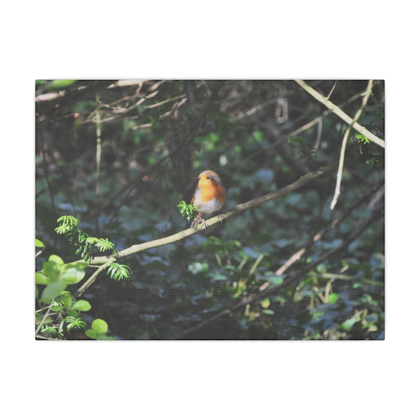 Adult Robin Looking To The Left Canvas - The Trio Synergize Group