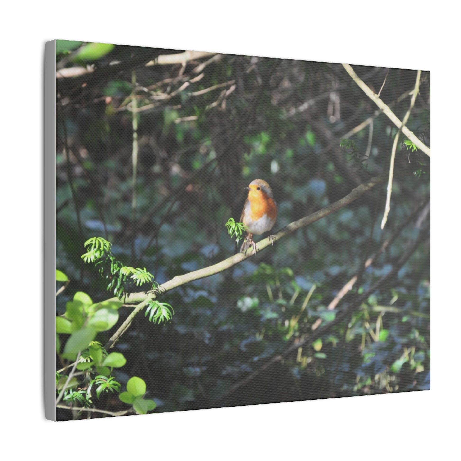 Adult Robin Looking To The Left Canvas - The Trio Synergize Group