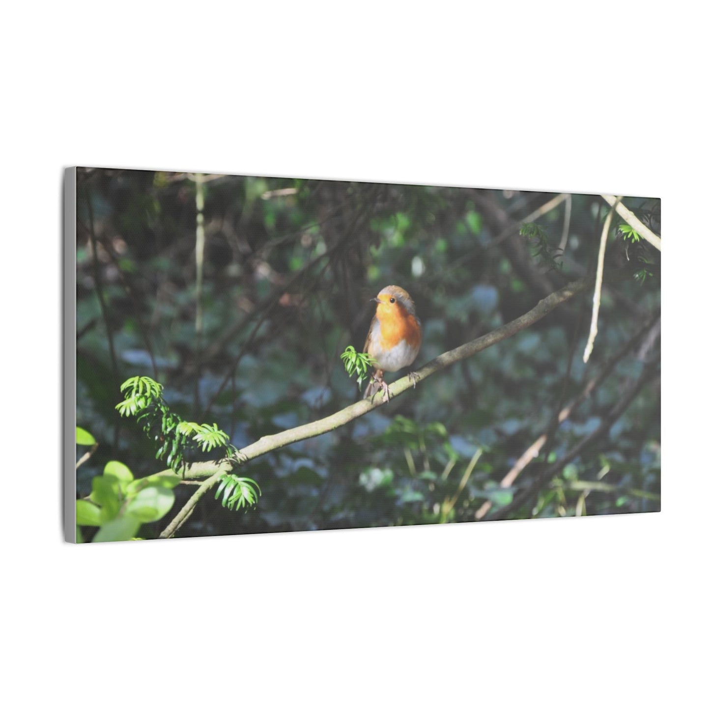 Adult Robin Looking To The Left Canvas - The Trio Synergize Group