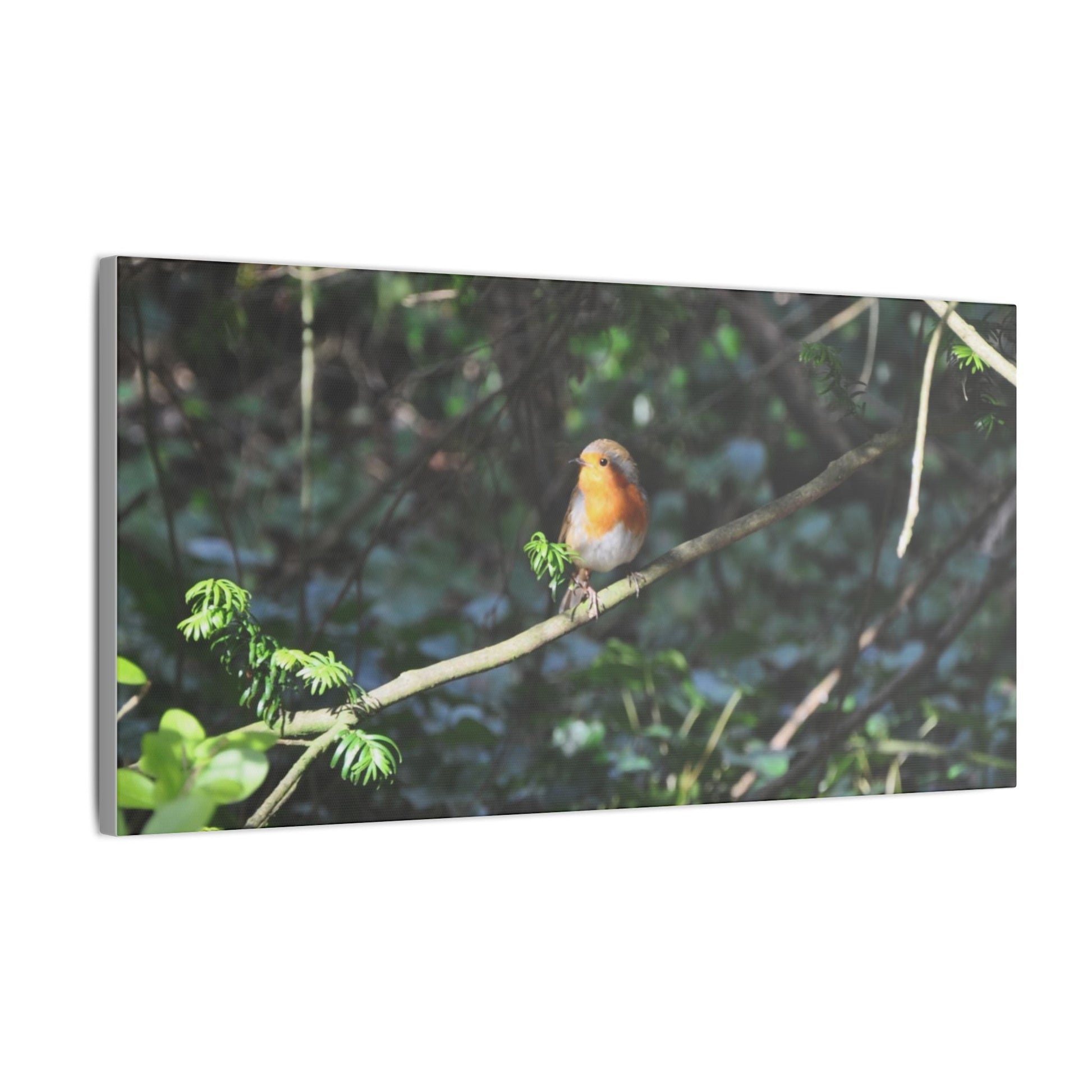 Adult Robin Looking To The Left Canvas - The Trio Synergize Group