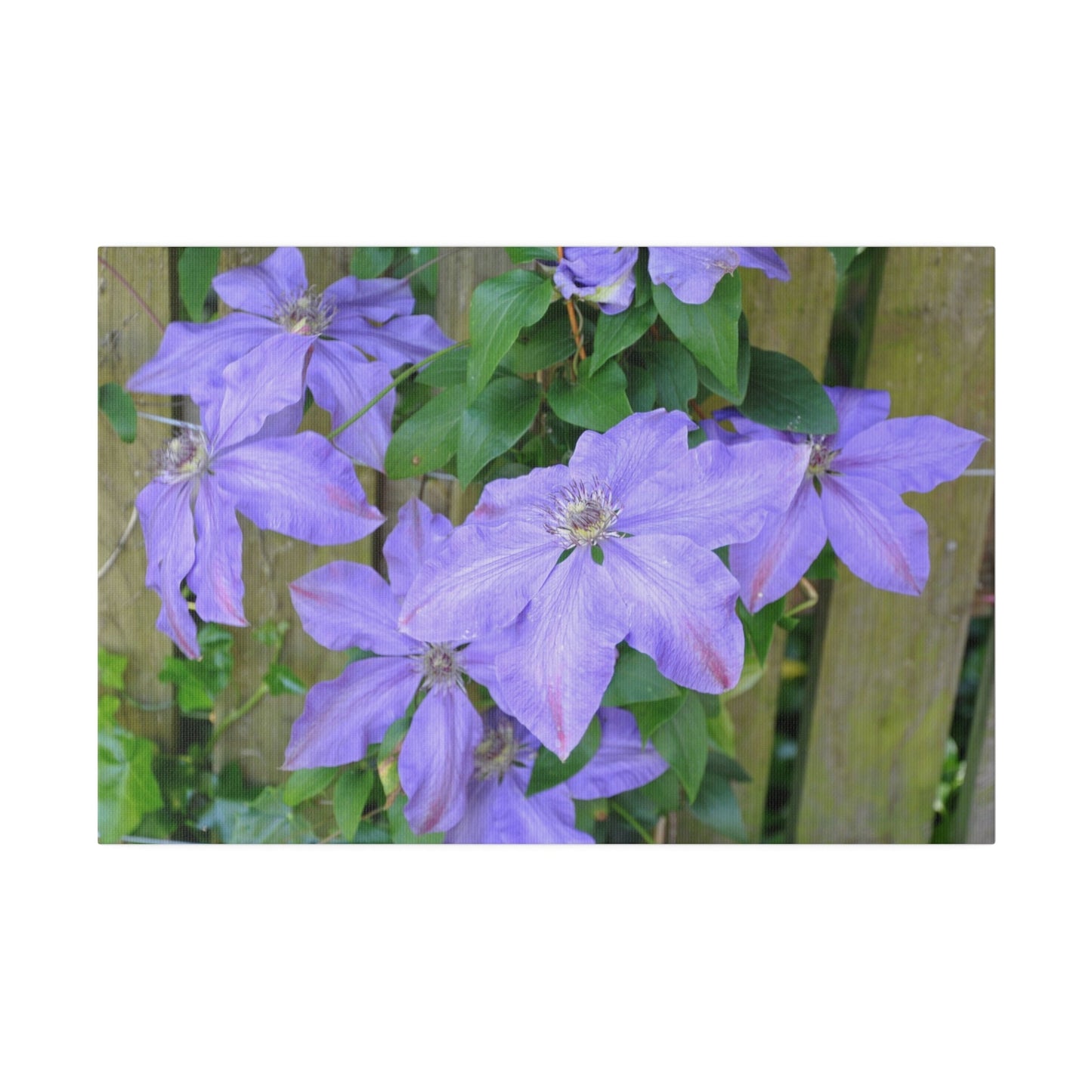 Cluster Of Purple Asian Virginsbower Canvas - The Trio Synergize Group