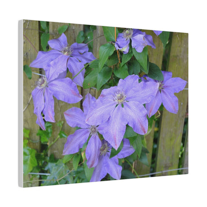 Cluster Of Purple Asian Virginsbower Canvas - The Trio Synergize Group