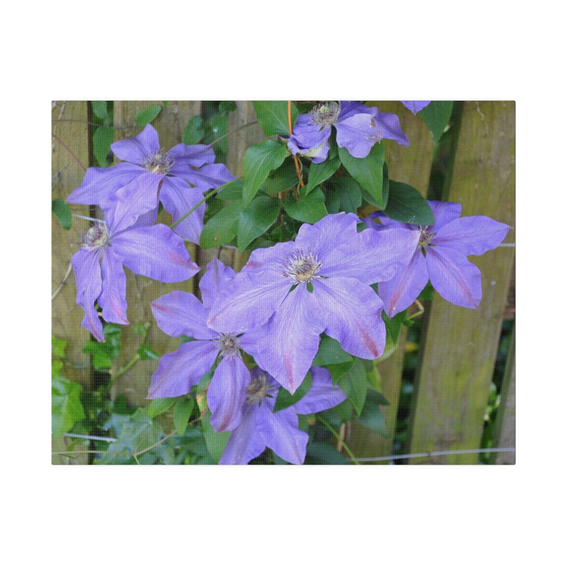 Cluster Of Purple Asian Virginsbower Canvas - The Trio Synergize Group